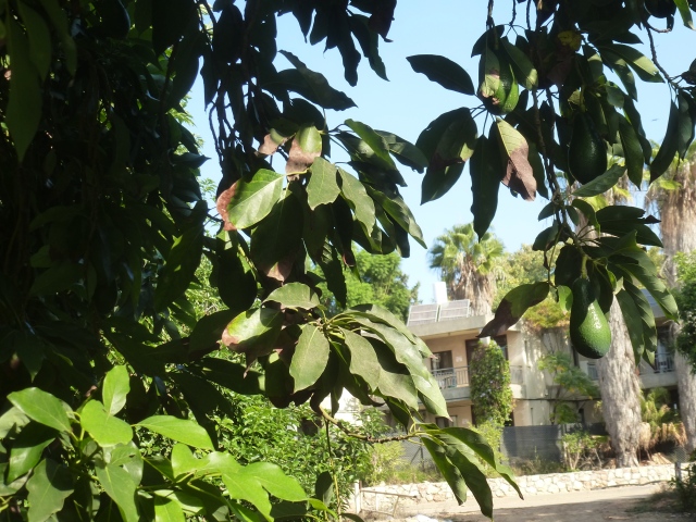 Avocado-Bäume in Nes Ammim